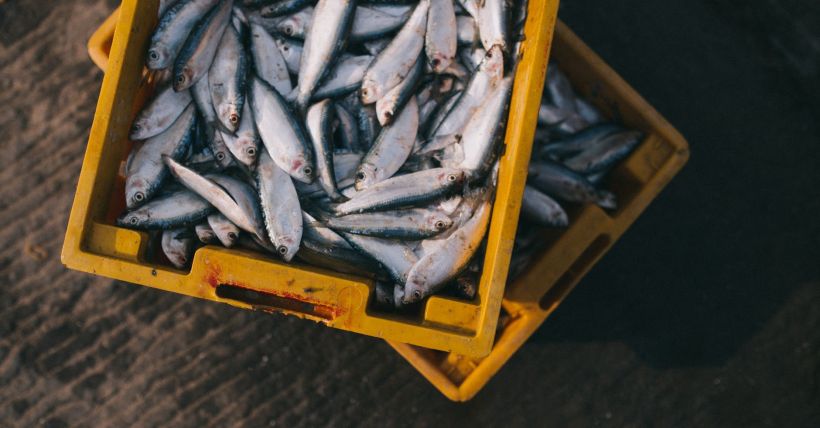 Top Seafood Restaurants in Hilton Head Island